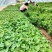 脱毒秦薯苗秦薯五号红薯苗高剪苗大棚苗陕西红薯苗