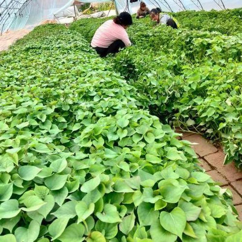 脱毒秦薯苗秦薯五号红薯苗高剪苗大棚苗陕西红薯苗