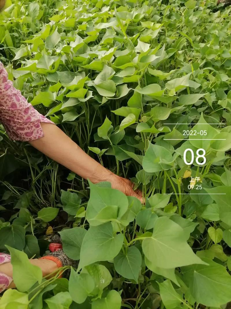 脱毒秦薯苗秦薯五号红薯苗高剪苗大棚苗陕西红薯苗