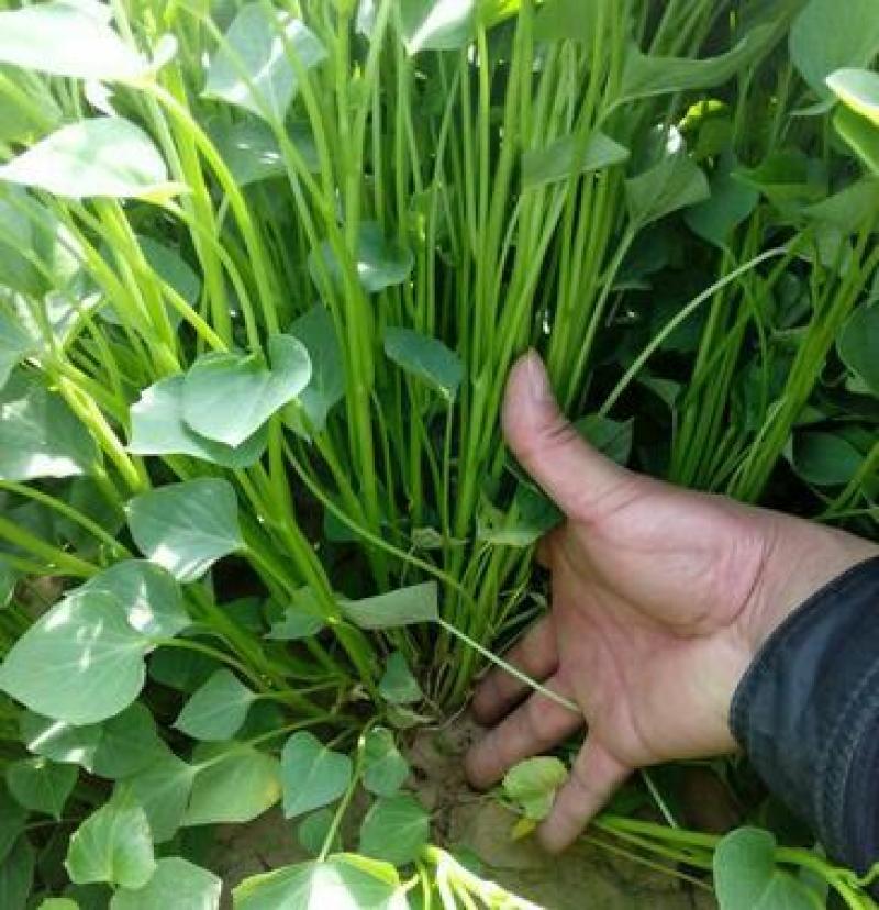 脱毒秦薯苗秦薯五号红薯苗高剪苗大棚苗陕西红薯苗