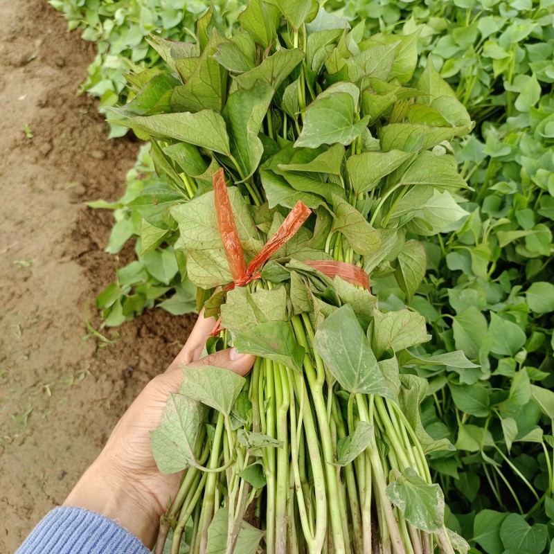 脱毒秦薯苗秦薯五号红薯苗高剪苗大棚苗陕西红薯苗