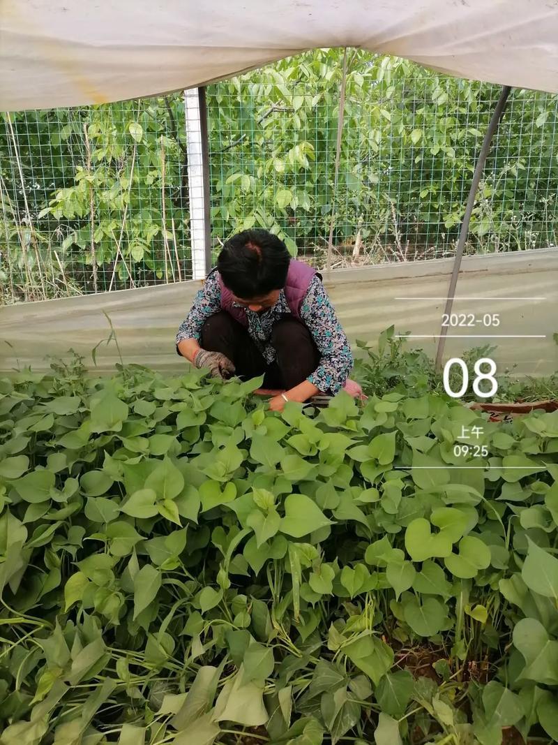 《精选》秦薯5号红薯苗大棚苗脱毒红薯苗陕西红薯苗
