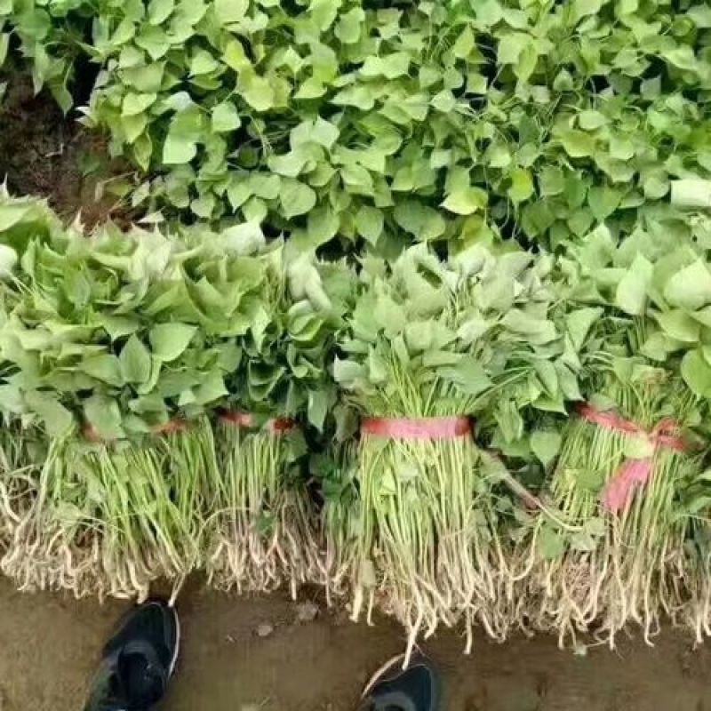 《精选》秦薯5号红薯苗大棚苗脱毒红薯苗陕西红薯苗