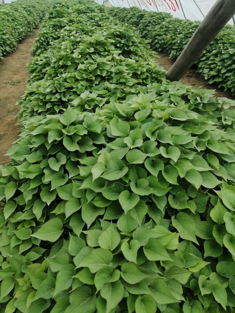《精选》秦薯5号红薯苗大棚苗脱毒红薯苗陕西红薯苗