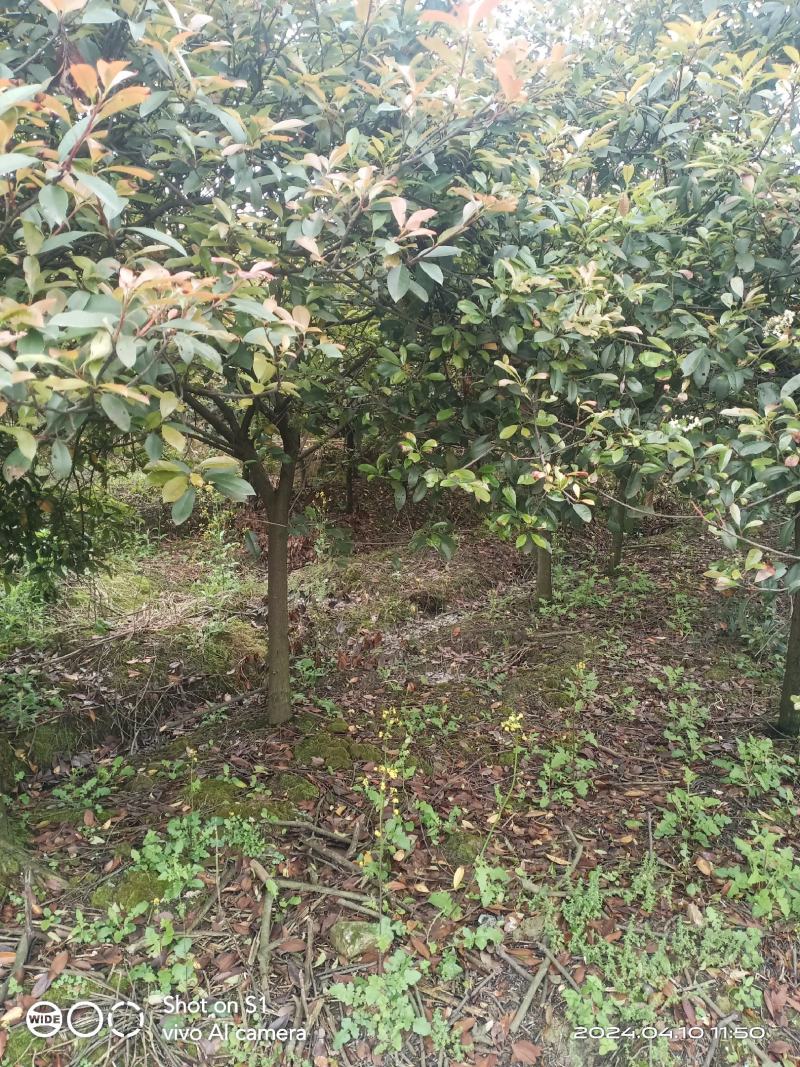 红叶石楠树1-10公分大量供应，树型漂亮价格美丽欢迎来电