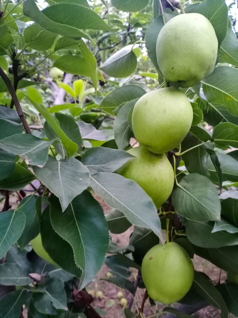 陕西早酥梨早酥梨青梨陕西酥梨大量上市可全国代发
