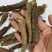 红参个保庆药业东北红参无糖货不对板直接退