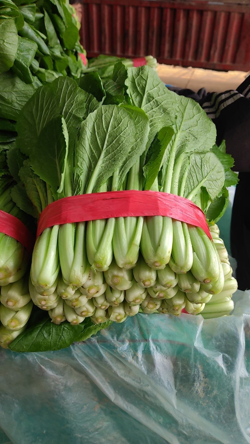 【小白菜】河北小白菜大量上市颜色绿产地直发，质量有保证。