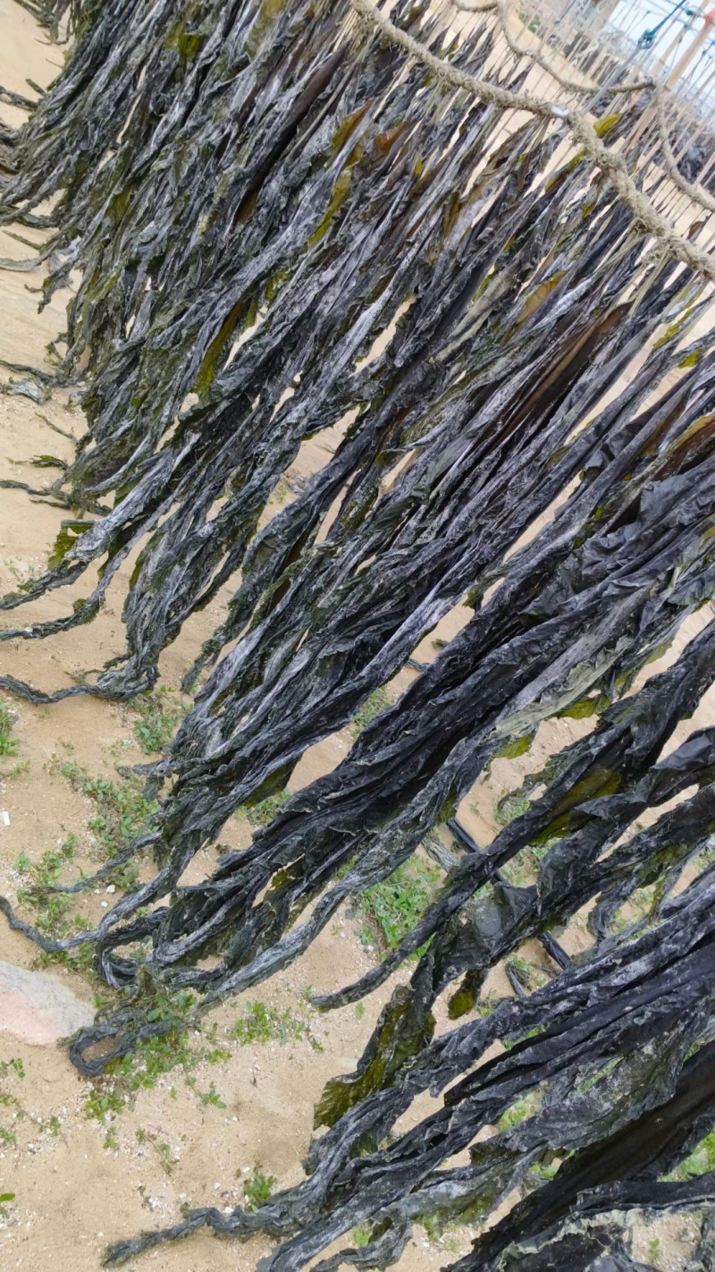 无沙挂菜，自家养殖批发价