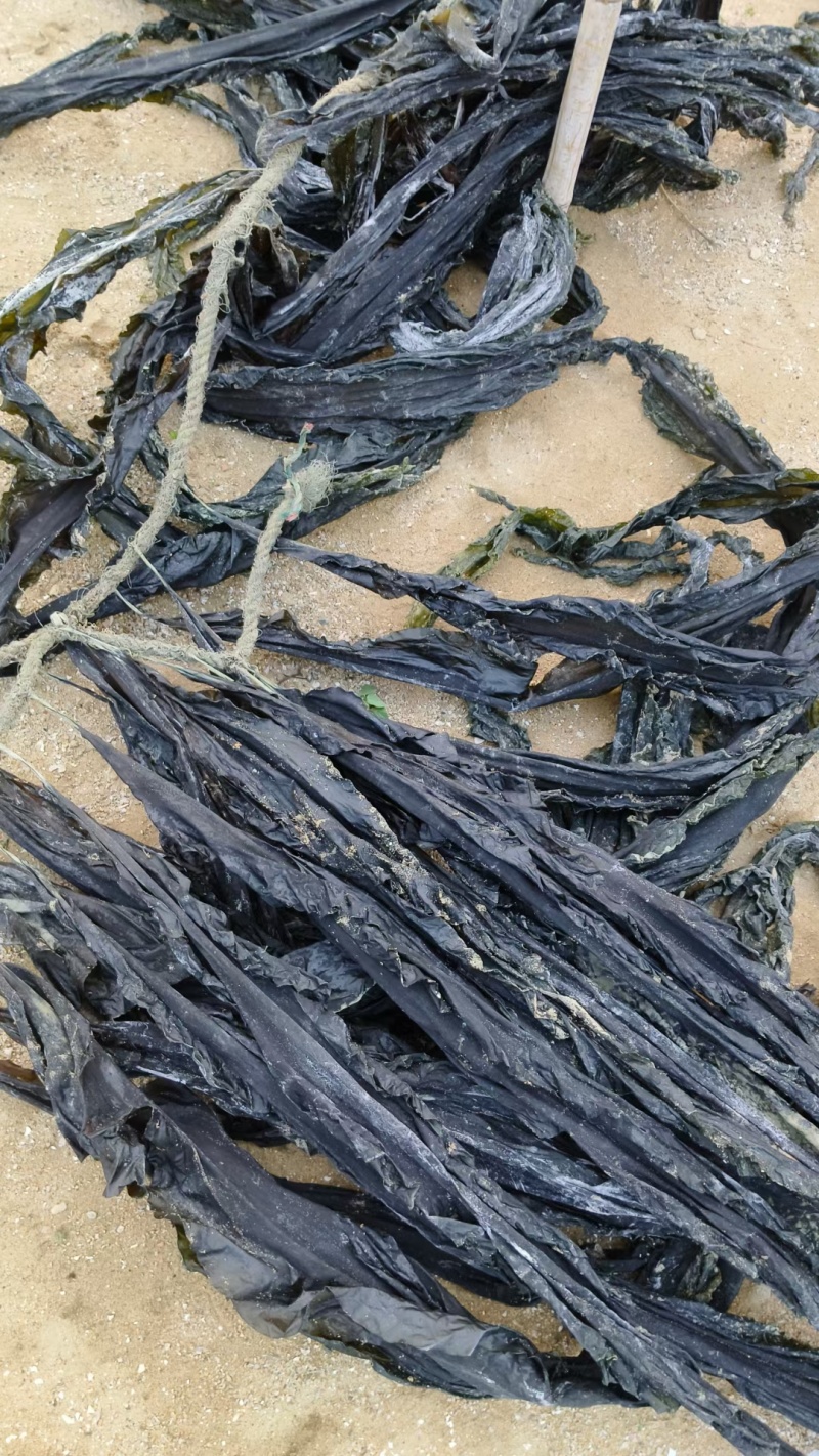 无沙挂菜，自家养殖批发价