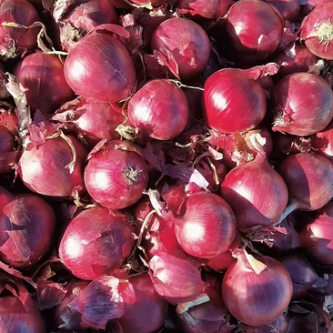 精品紫皮洋葱大量供应产地一手货源保质保量