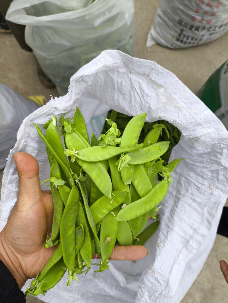 汉中本地露天荷兰豆上市了，片直颜色青，装车方便