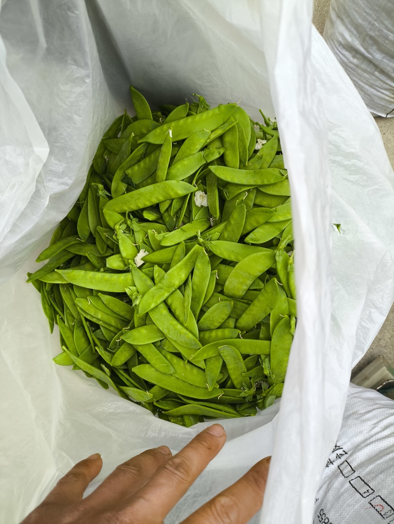 汉中本地露天荷兰豆上市了，片直颜色青，装车方便