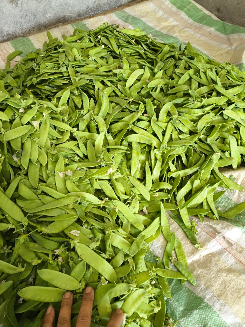 汉中本地露天荷兰豆上市了，片直颜色青，装车方便