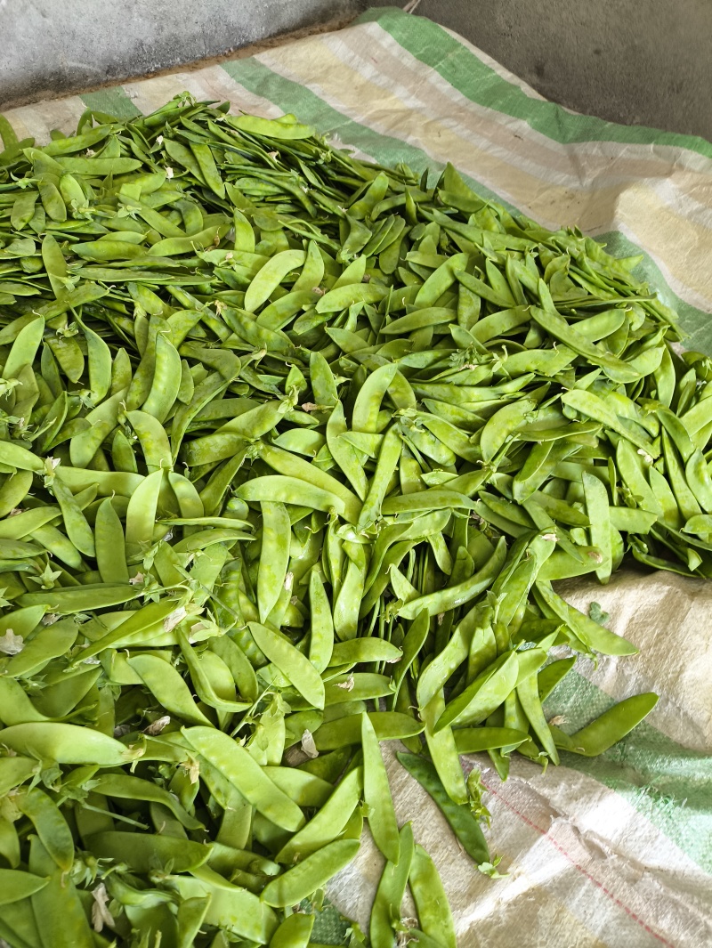 汉中本地露天荷兰豆上市了，片直颜色青，装车方便