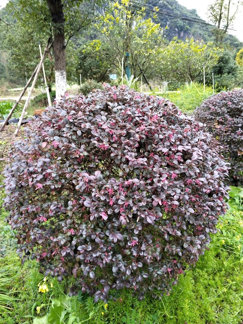 红继木球