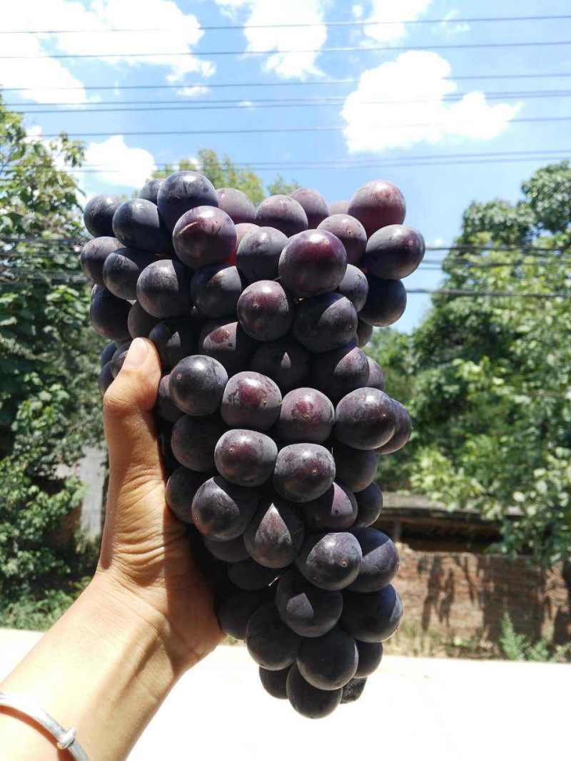 沪太八号葡萄陕西葡萄大量供应现摘现发量大现货
