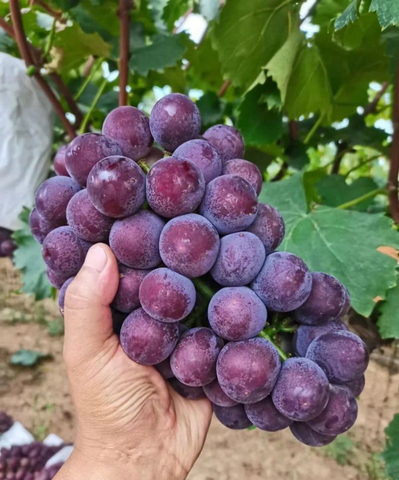 沪太八号葡萄陕西葡萄大量供应现摘现发量大现货