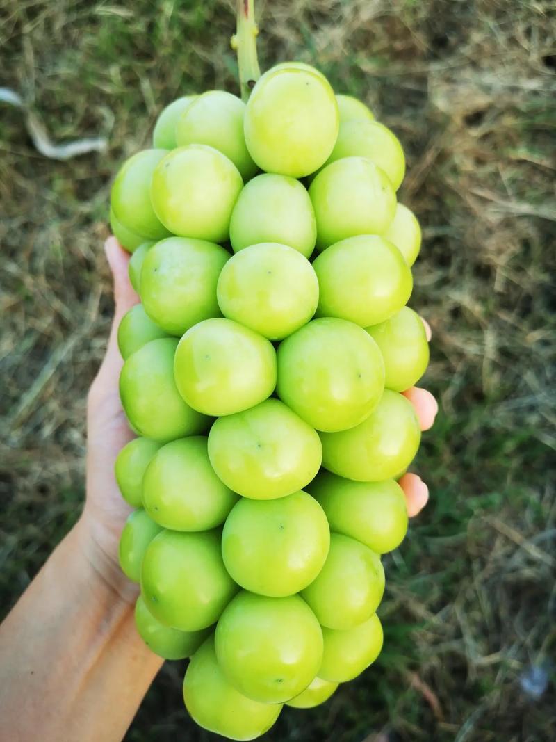 阳光玫瑰葡萄陕西葡萄大量供应现摘现发量大现货