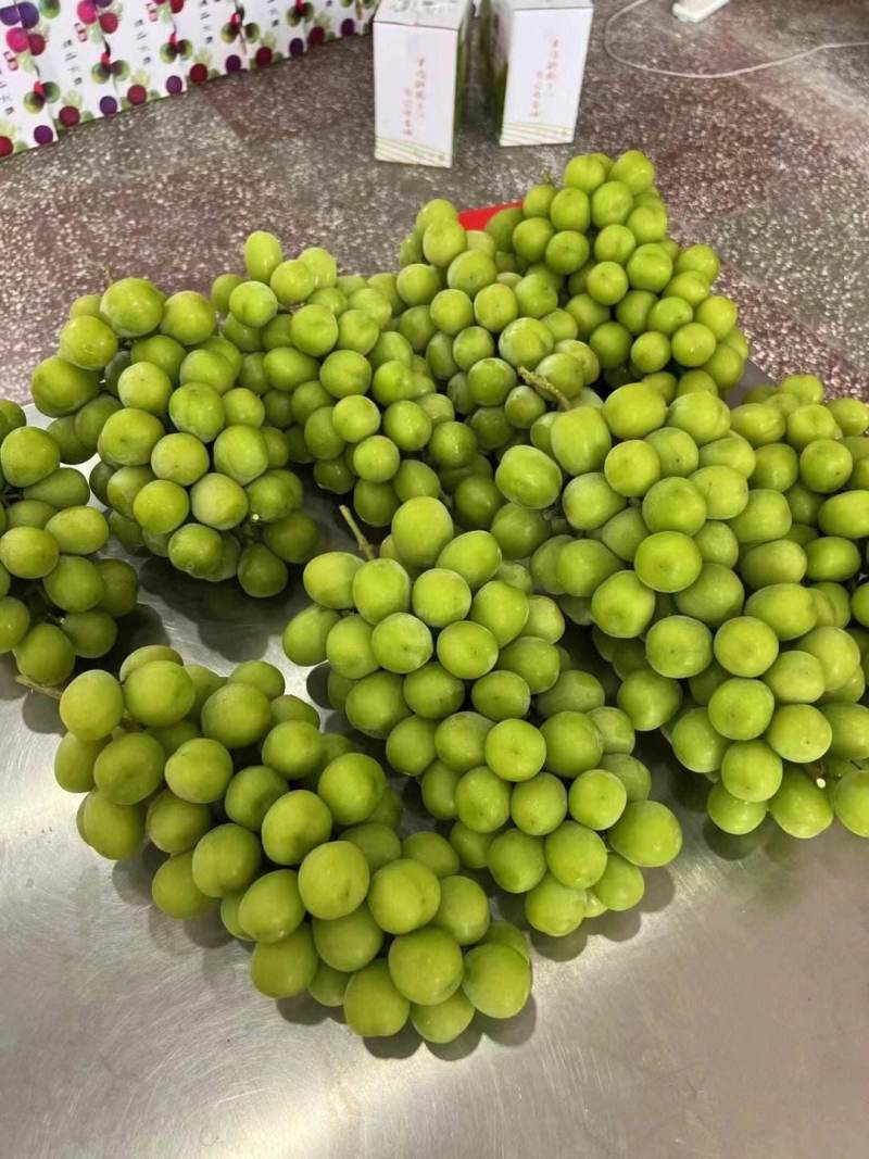 阳光玫瑰葡萄陕西葡萄大量供应现摘现发量大现货