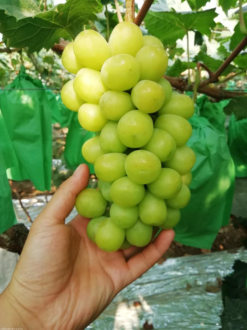 阳光玫瑰葡萄陕西葡萄大量供应现摘现发量大现货