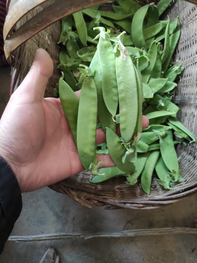 汉中本地露天荷兰豆上市了，片直颜色青，装车方便