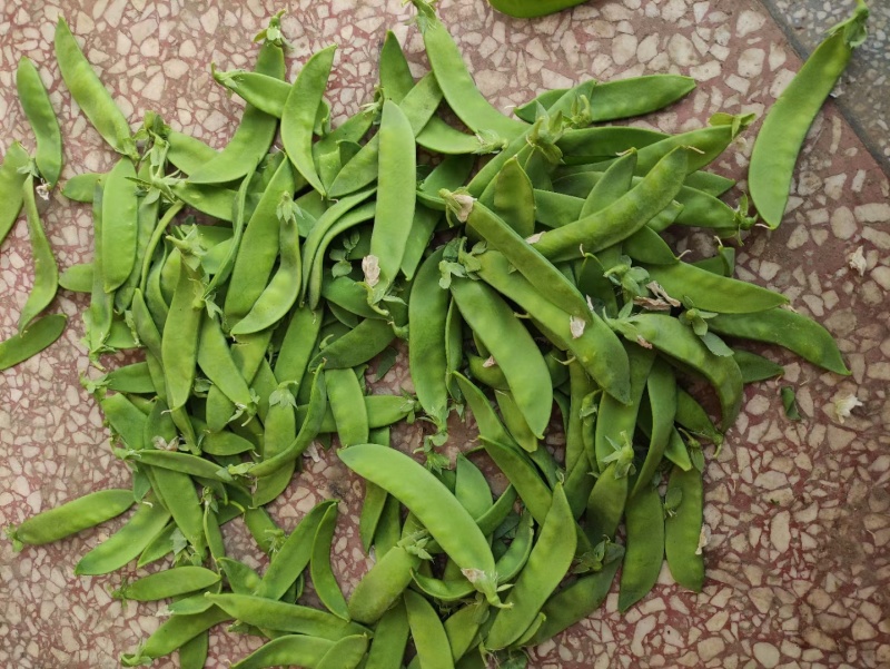 汉中本地露天荷兰豆上市了，片直颜色青，装车方便