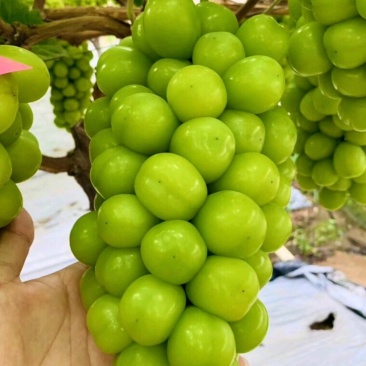 阳光玫瑰葡萄陕西葡萄大量供应现摘现发量大现货