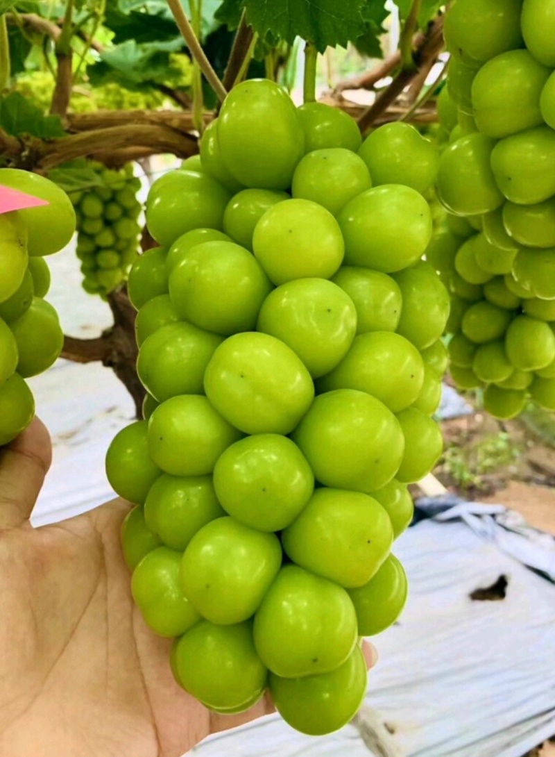 阳光玫瑰葡萄陕西葡萄大量供应现摘现发量大现货