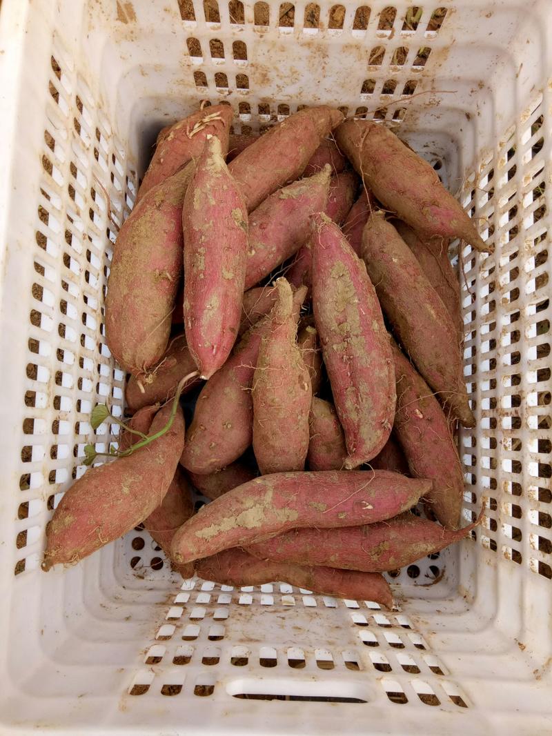 秦薯5号红薯现货供应价格便宜规格齐全量大优惠