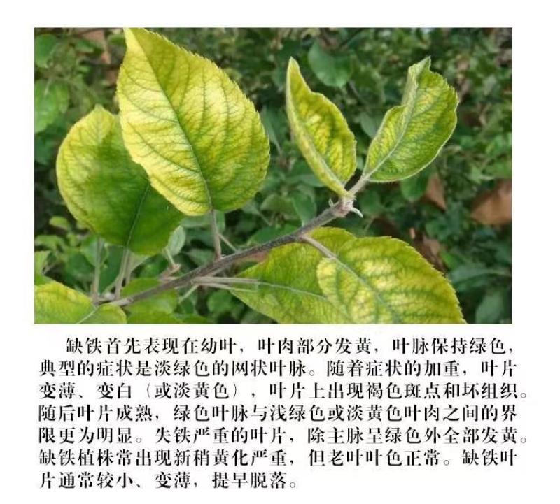 螯合铁肥希美乐补铁专用叶面肥1200克农用铁防黄叶小叶