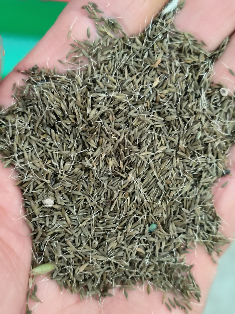 纯新蒲公英子，产新上市