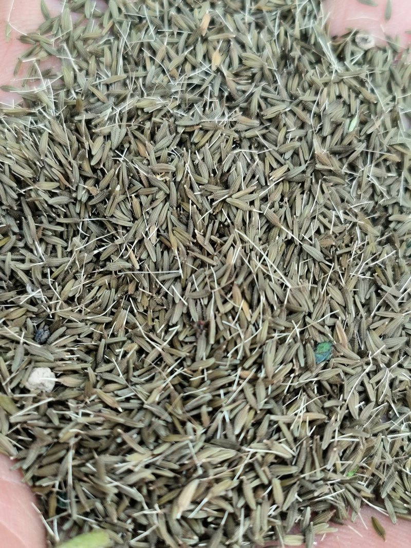 纯新蒲公英子，产新上市