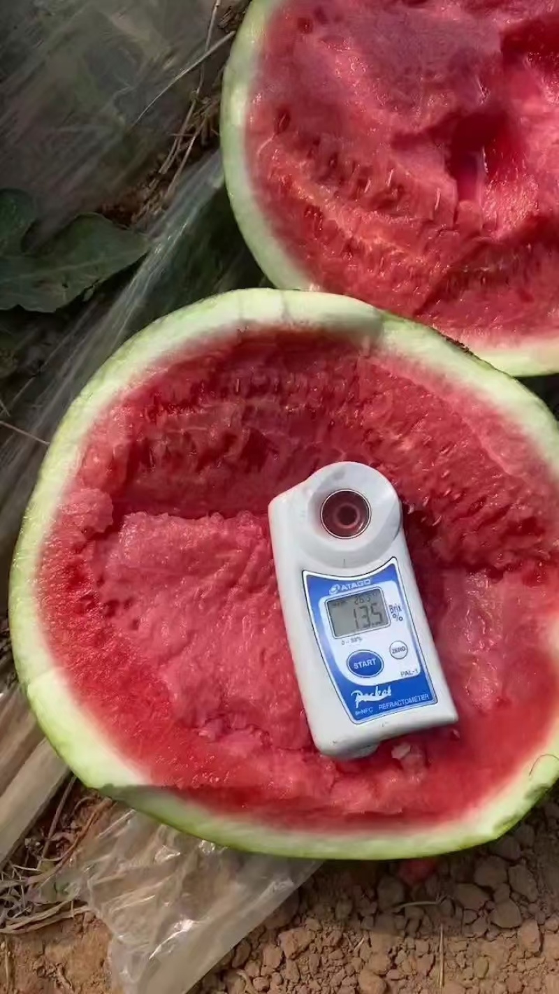 🅰8424西瓜小薄皮儿糖度高质量三包全国代发