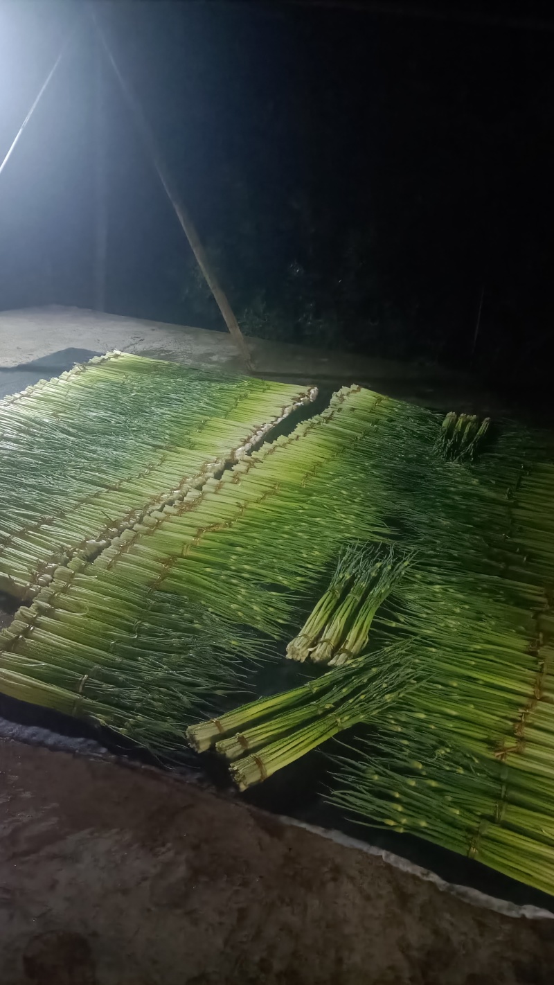 白帽蒜苔农家种植
