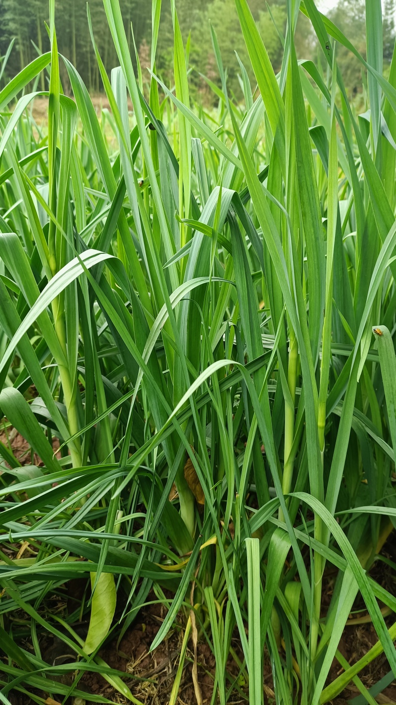 白帽蒜苔农家种植