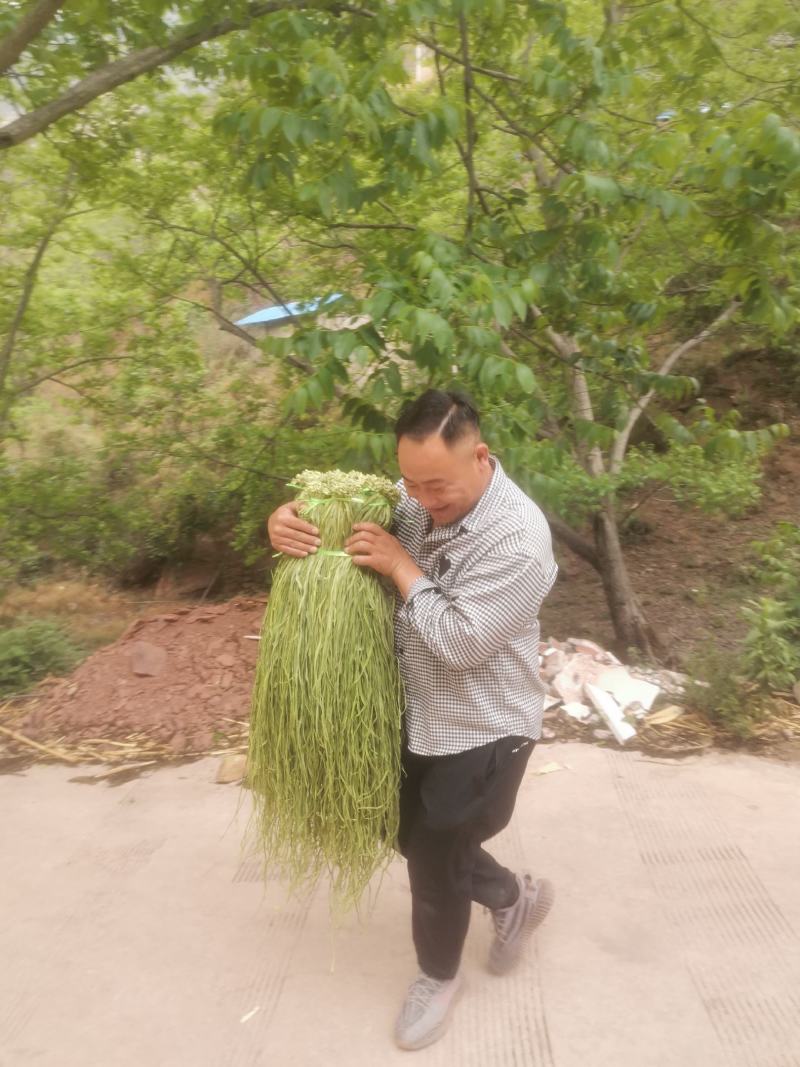 好贡菜