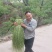 好贡菜