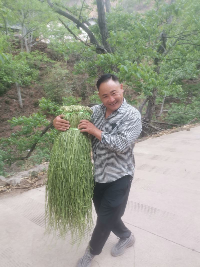好贡菜