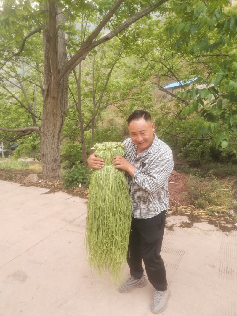 好贡菜