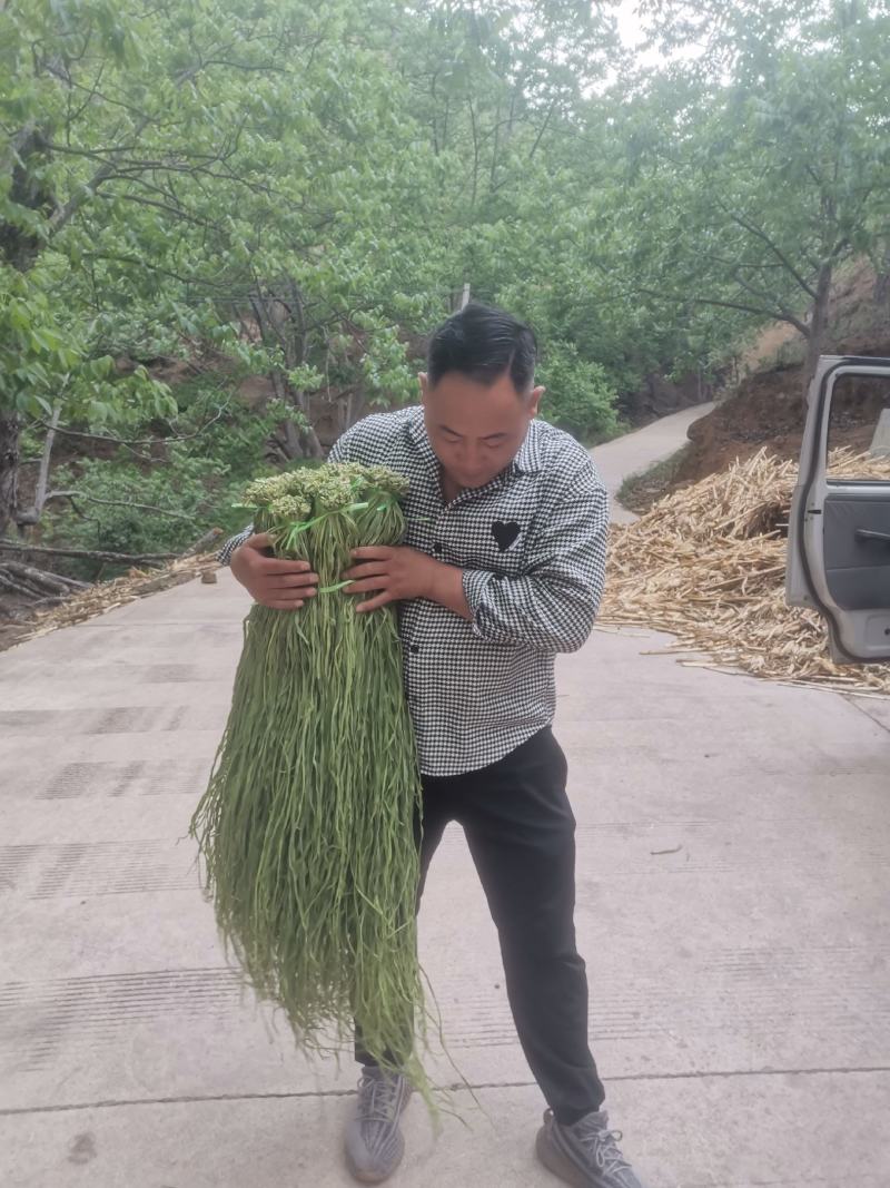 好贡菜