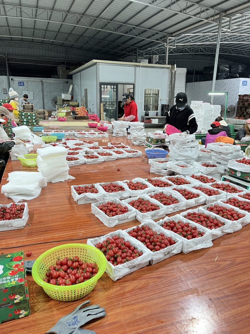 电白千禧圣女果基地直供品质保障口感好甜度高
