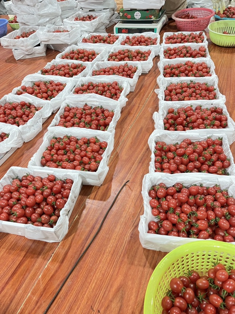 电白千禧圣女果基地直供品质保障口感好甜度高