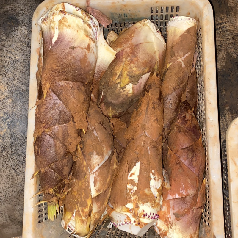 白肉黄芽毛笋