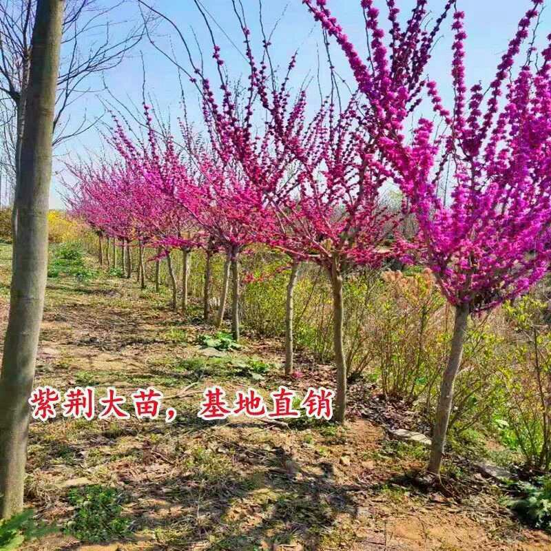 紫荆花树室外开花紫荆树苗耐寒绿化工程苗庭院别墅种植