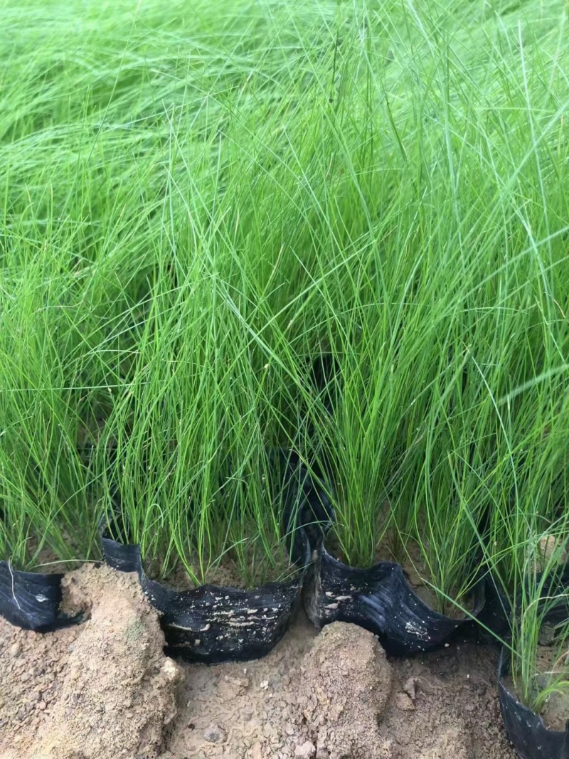 墨西哥羽毛草细叶针茅死苗补发量大可优惠