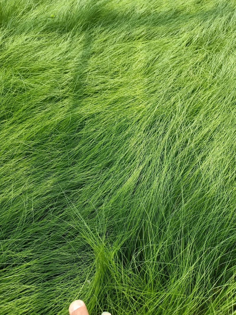 墨西哥羽毛草细叶针茅死苗补发量大可优惠