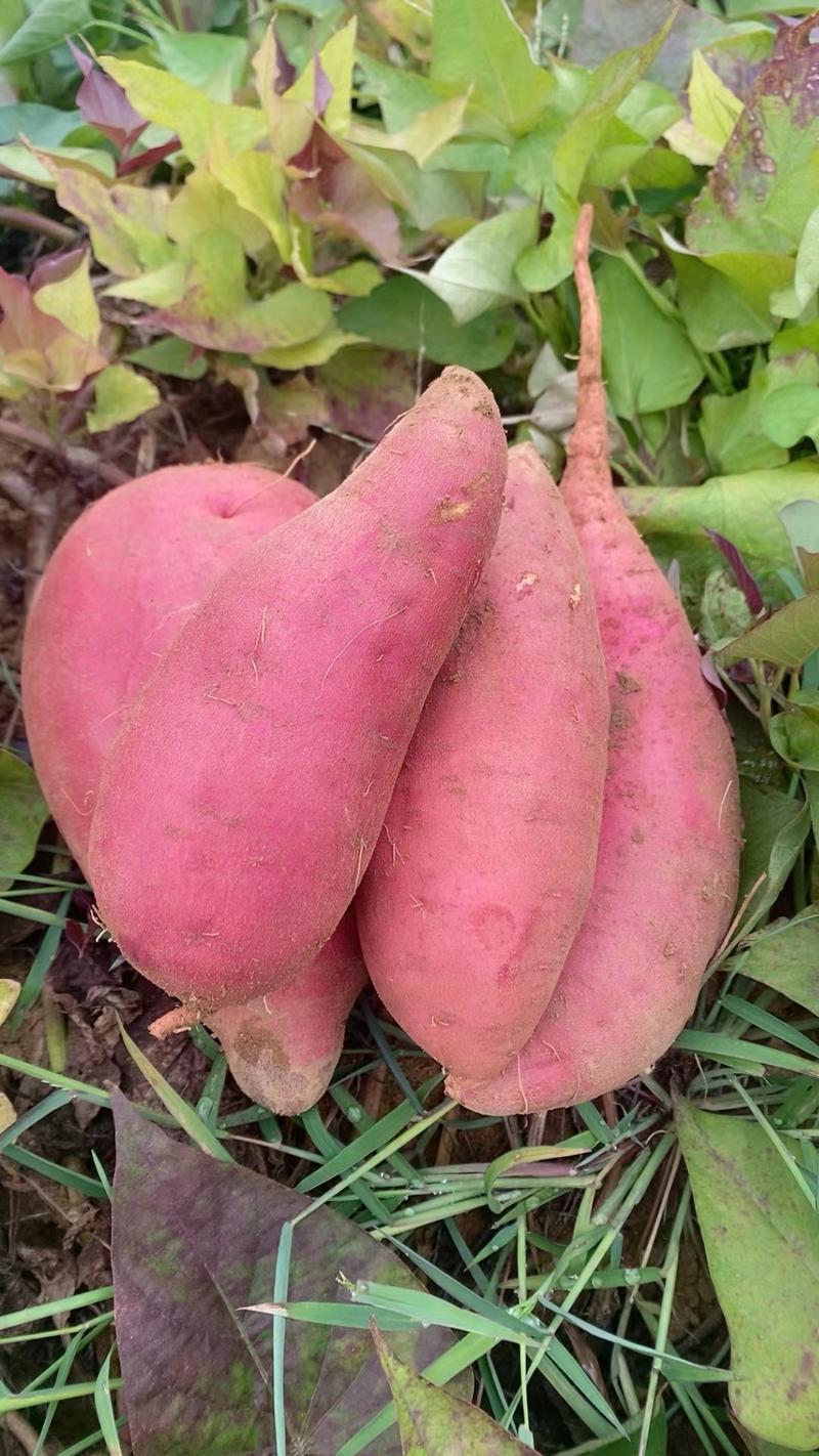 【实力】西瓜红红薯大量供应，产地直发一手货源全国供应