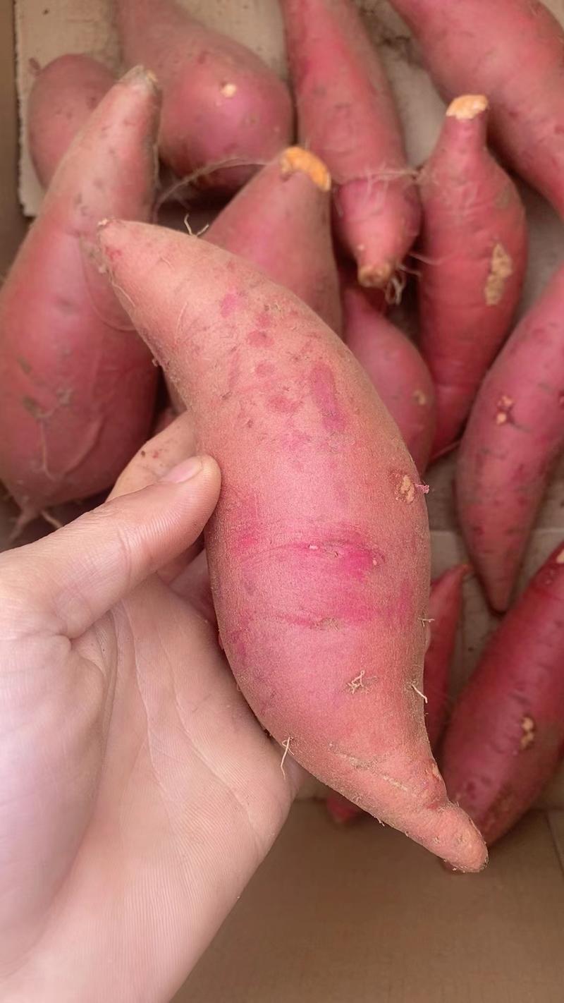 【实力】西瓜红红薯大量供应，产地直发一手货源全国供应