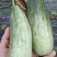 砀山【精选】甜瓜头茬羊角蜜博洋六一甜瓜，精品特甜